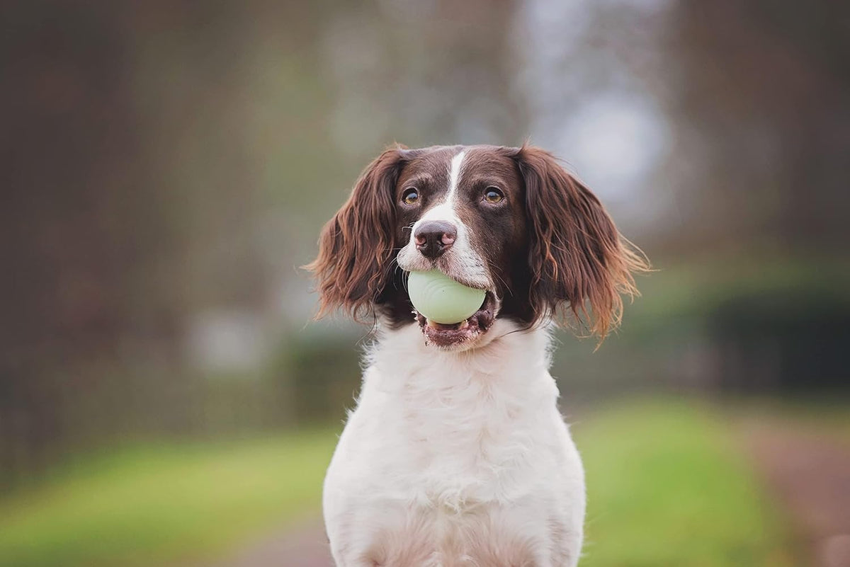 Fetch Ball Set for Dogs 3 Pack
