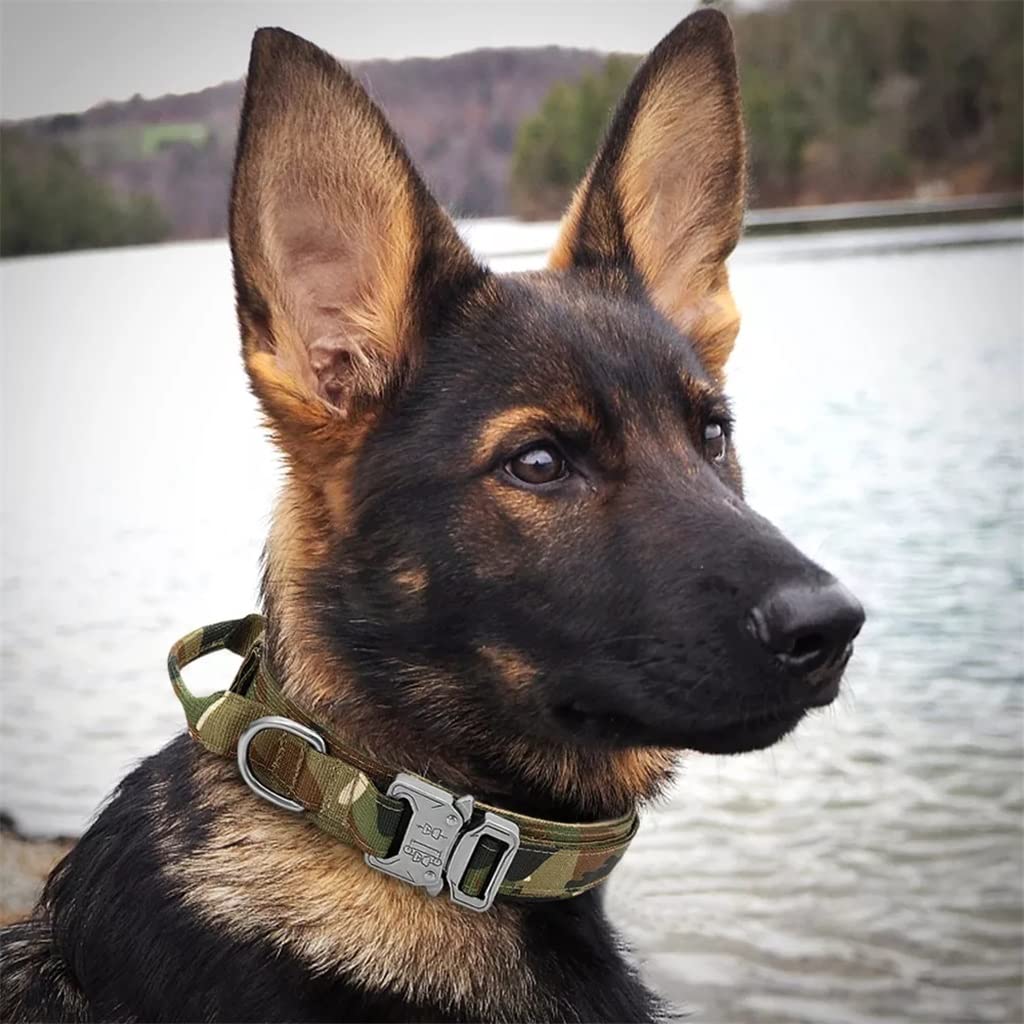 Dog Collar with Control Handle