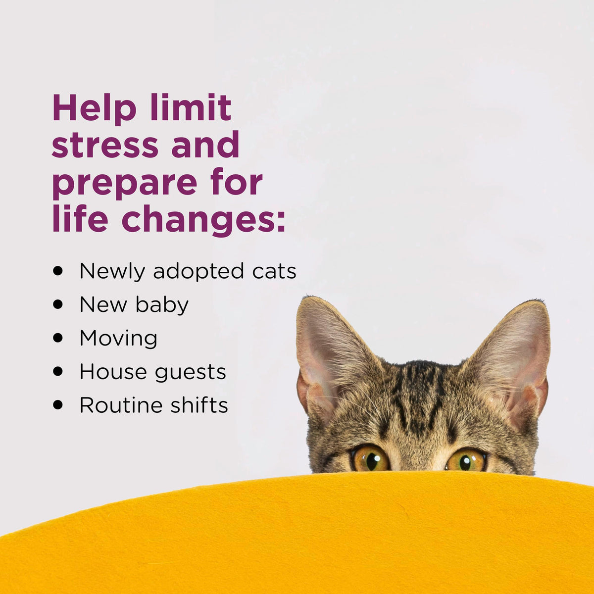 Cat Calming Diffuser Refill 6 Pack