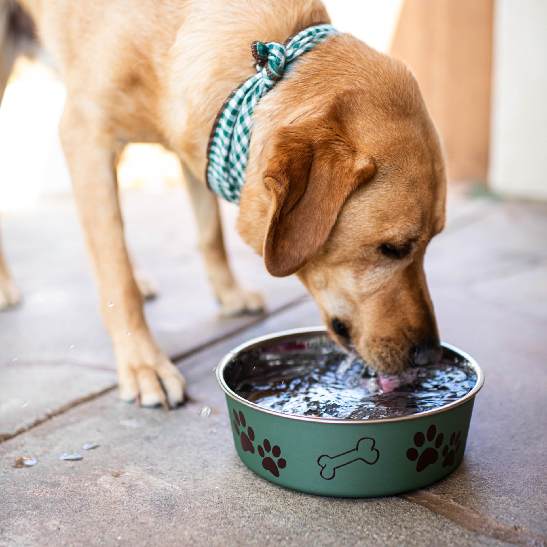 Stainless Steel Spill-Proof Pet Bowl
