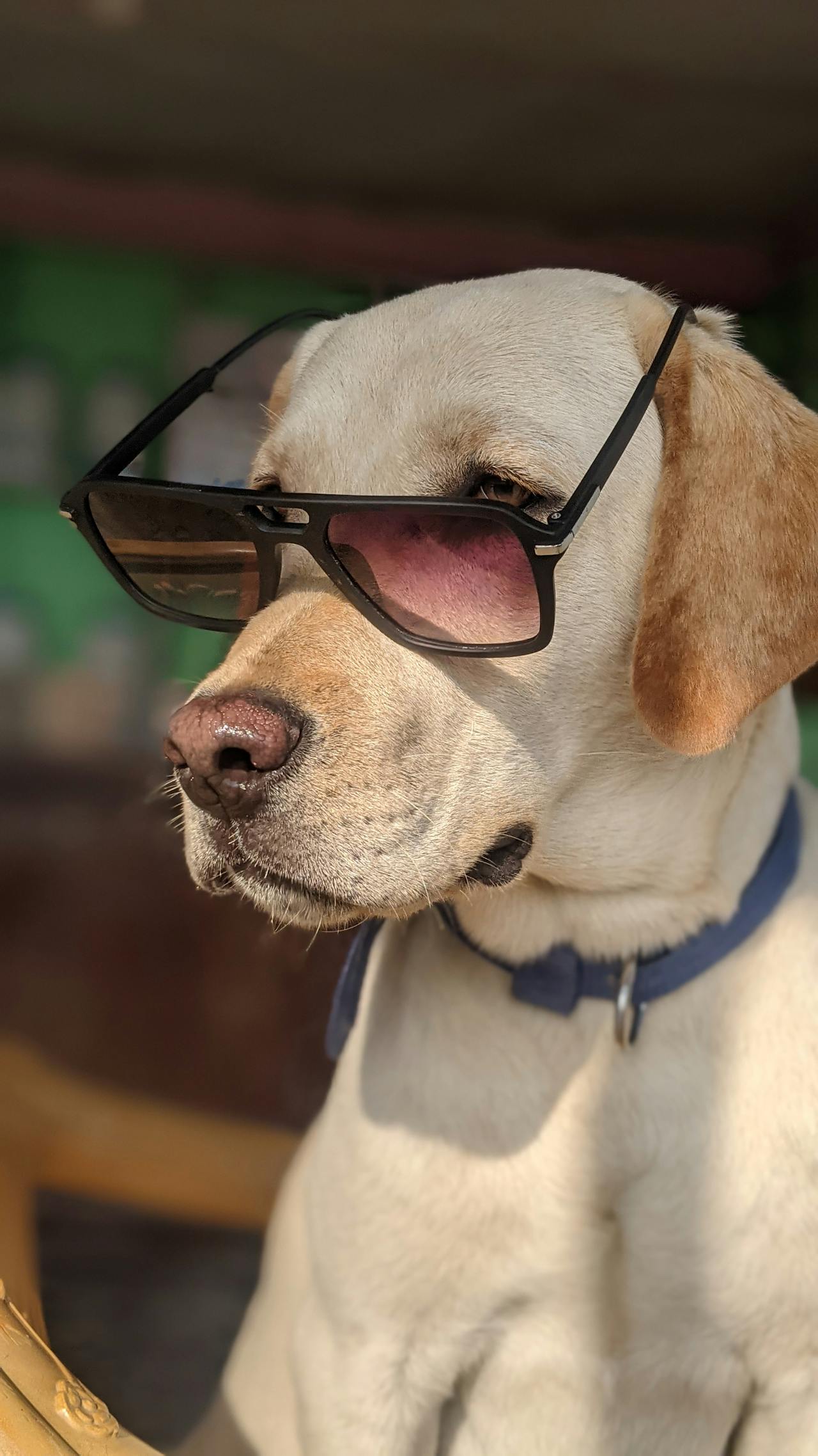 We are here for your pet routine.