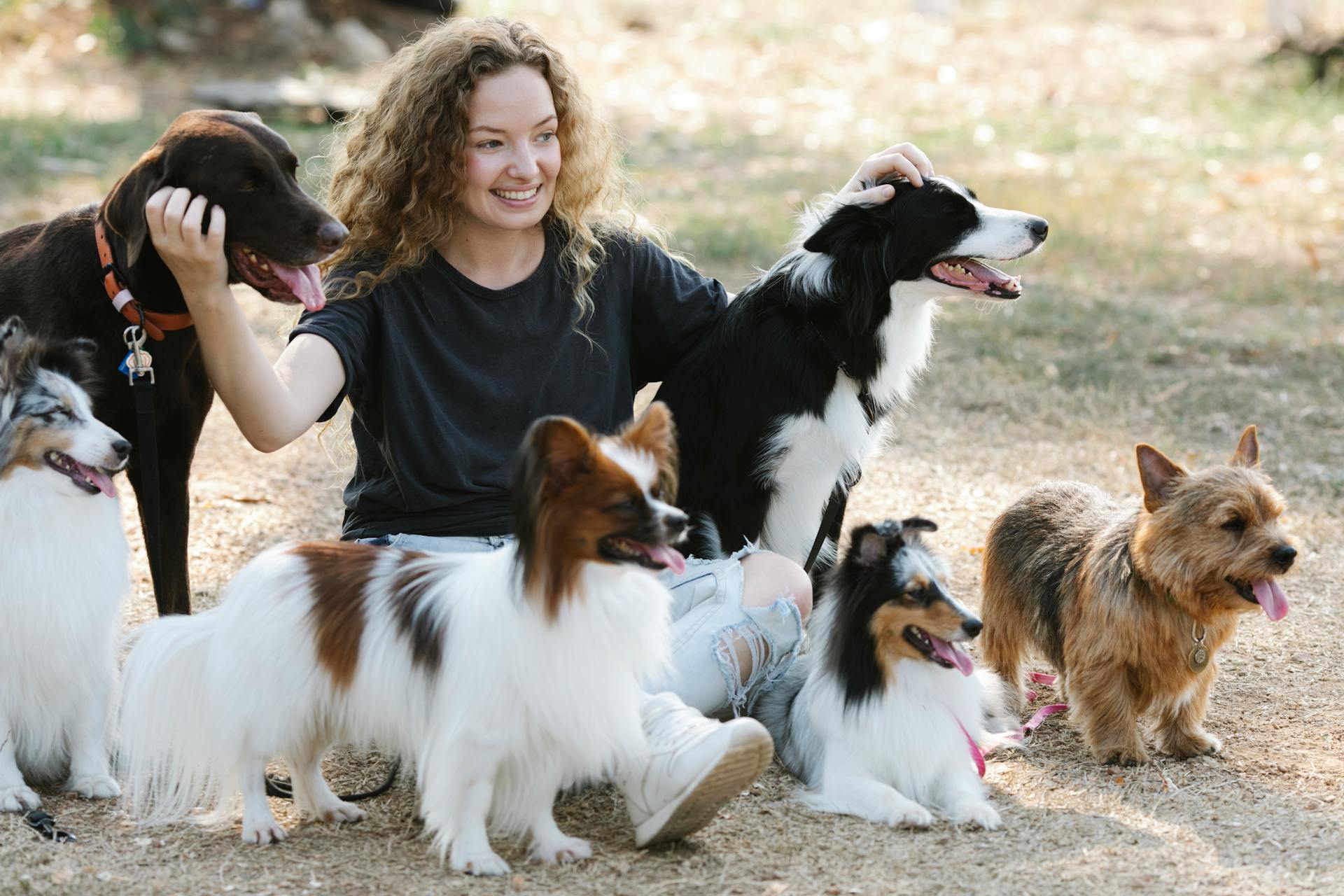 Calm pet lifestyle background