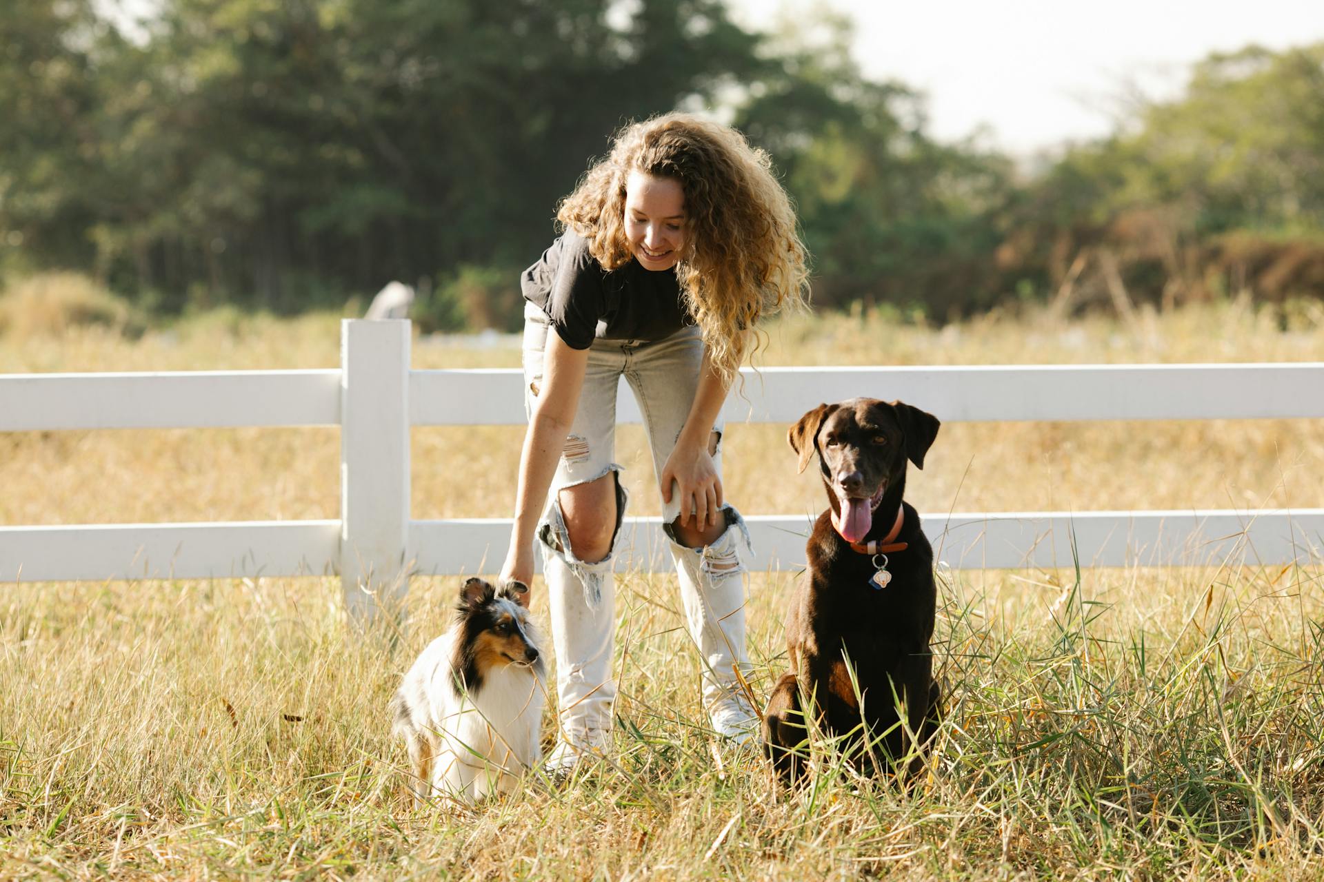 Premium pet lifestyle hero