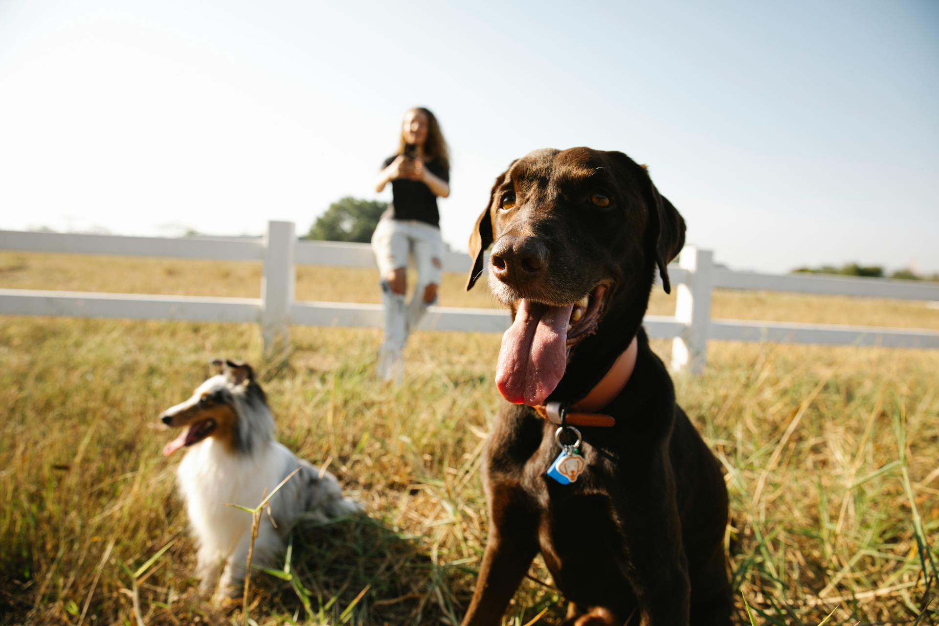 Premium pet product lifestyle image