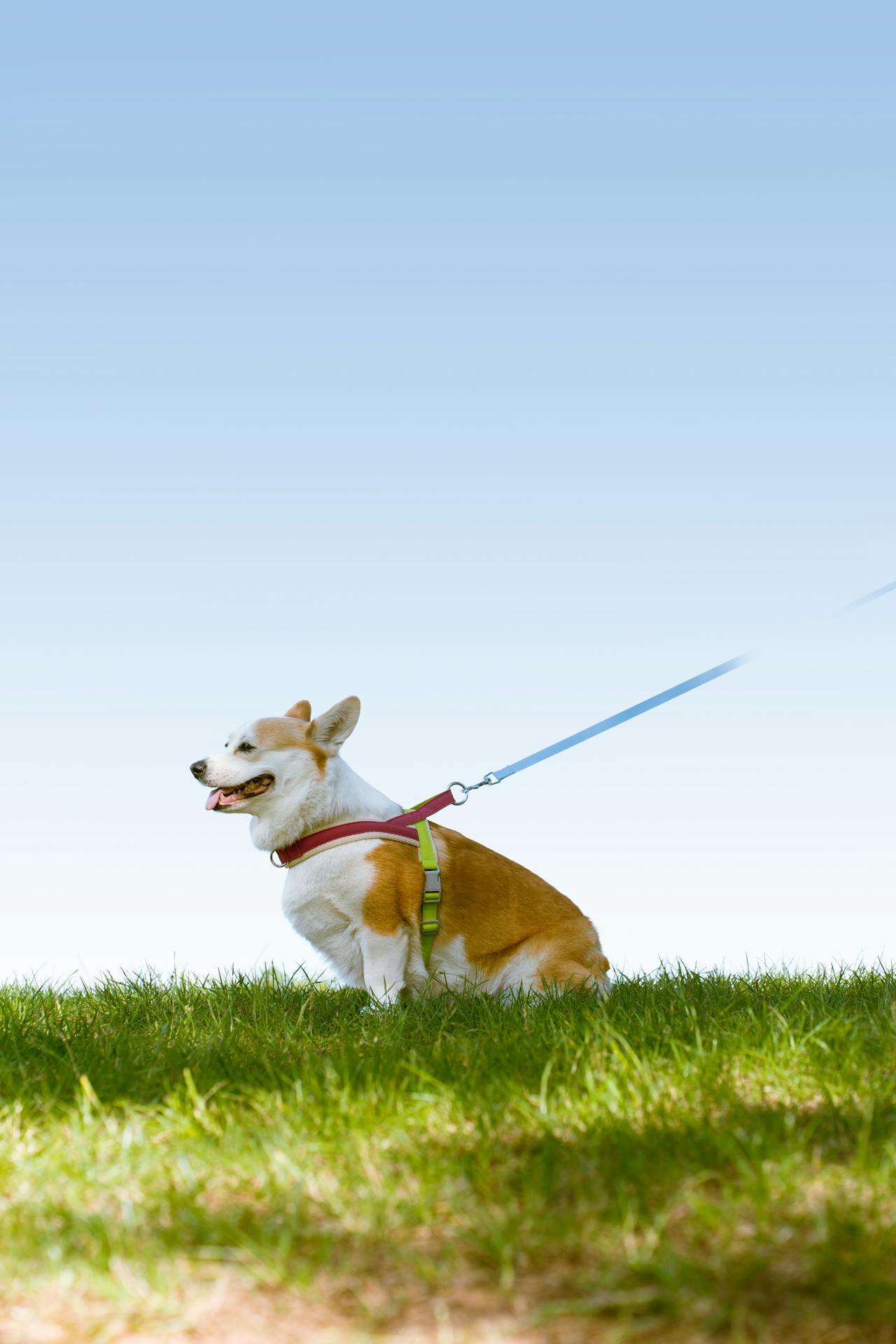 Made For Real Pets